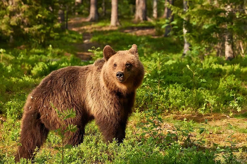 Upplevelser i Sveriges natur