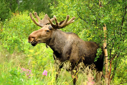 Älgsafari i Åre
