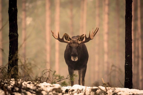 Naturupplevelse - Älgsafari