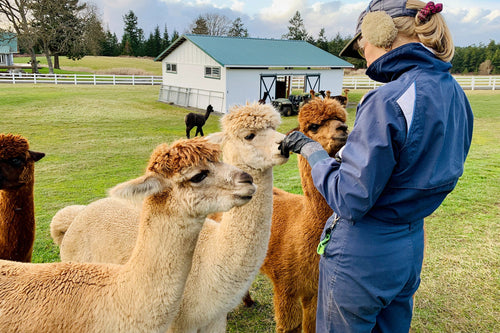 Naturupplevelse - alpackavandring