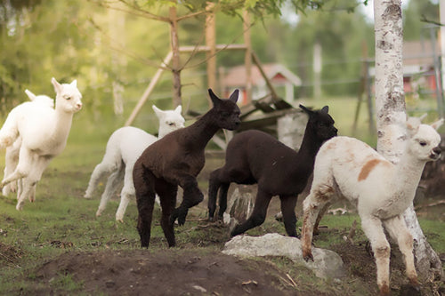 Naturupplevelse - alpackavandring