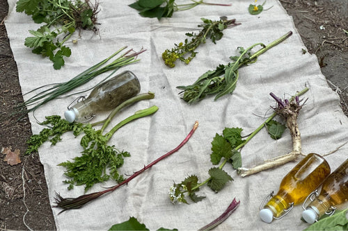 Kurs i vilda ätbara växter