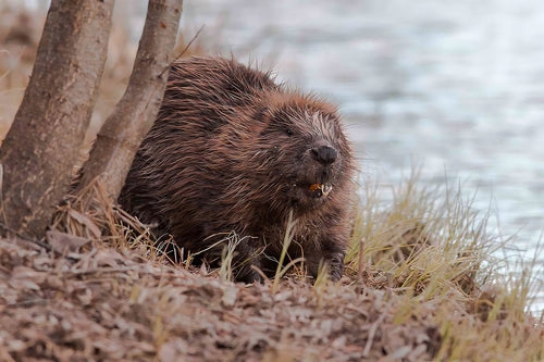 Naturupplevelse - bäversafari