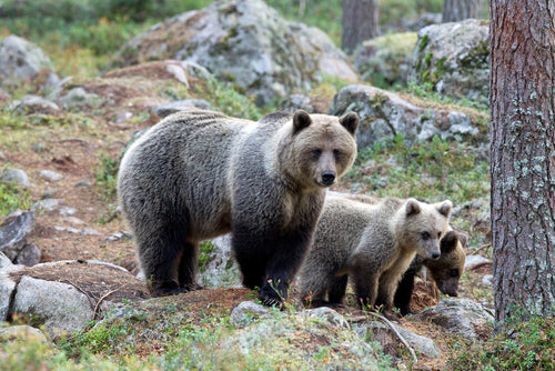 Naturupplevelse - björnsafari