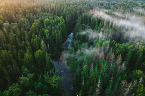 Naturupplevelse - björnsafari