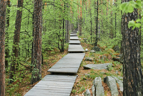 Naturupplevelse - björnsafari