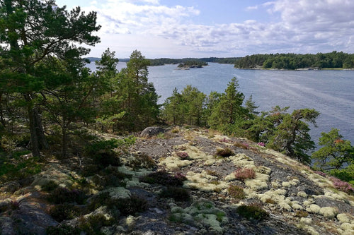 Naturupplevelse - björnsafari
