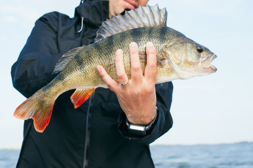 fiskepaket med boende