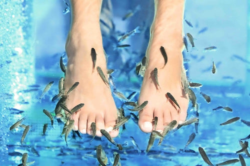 Fiskpedikyr i Göteborg