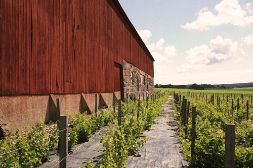 Unik övernattning - bo på en vingård