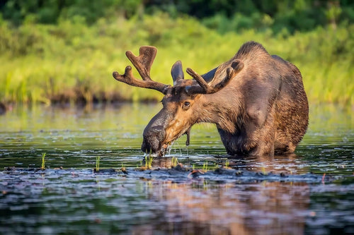 Naturupplevelse - safari i Sveriges natur