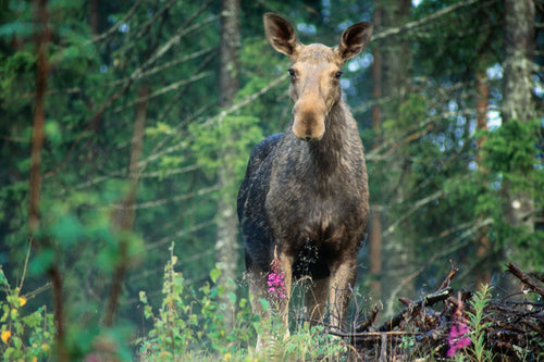 Naturupplevelse - Safari i Sveriges Natur