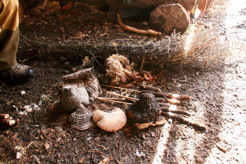 Vilda ätbara växter