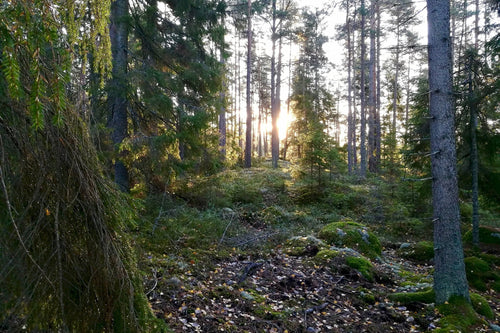 Vilda ätbara växter